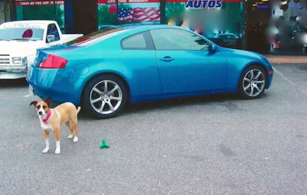 Bambi wearing a pink bandana beside a blue coupe outside the window tinting shop.