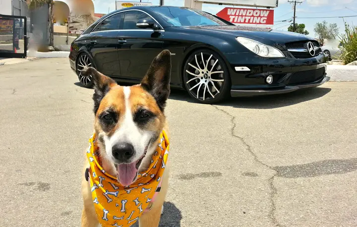 Bambi wearing a yellow bandana in front of a black Mercedes outside AcutintPRO.