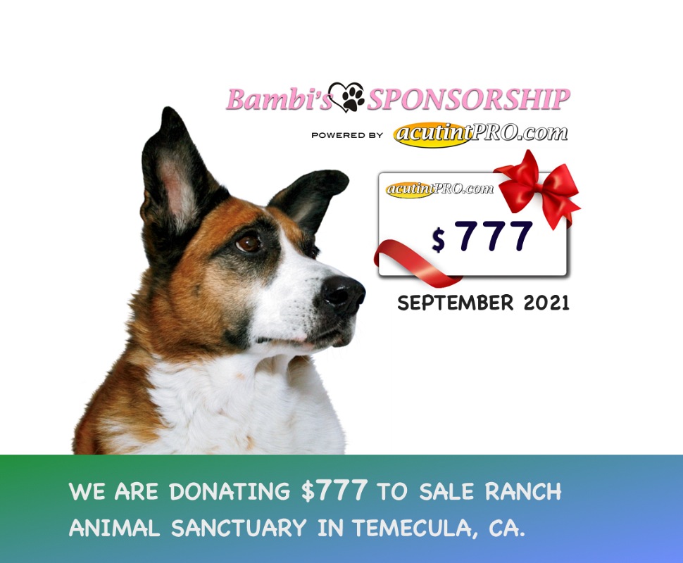 Donate to the Sale Ranch Sanctuary